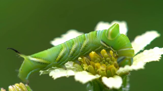 Macro footage of a vibrant green hornworm caterpillar munching on a delicate white wildflower in a lush garden setting