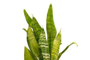 sansevieria plant leaves isolated on white background. plant with long, upright leaves with striking green patterns