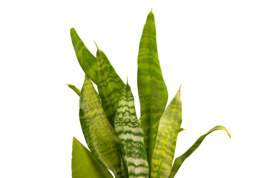 sansevieria plant leaves isolated on white background. plant with long, upright leaves with striking green patterns