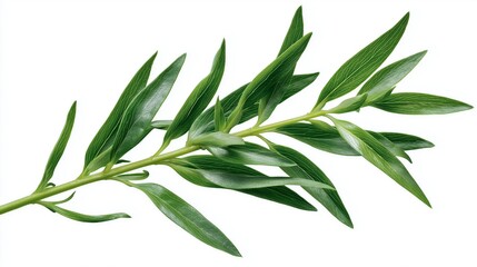Fototapeta premium Photorealistic close-up of fresh tarragon leaves, herb cooking ingredient