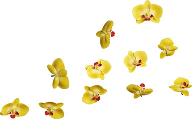 Scattered Yellow Orchid Flowers
