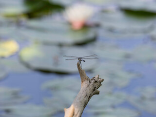 トンボが飛んでいる