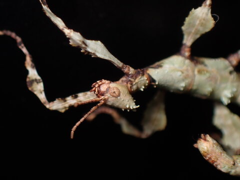 Spiny Leaf Insect (Extatosoma tiaratum) Juvenile