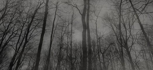 Obraz premium Forest Fog