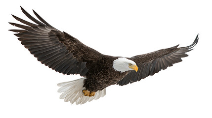 Fototapeta premium bald eagle in flight isolated 