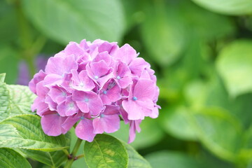 夕方のあじさい