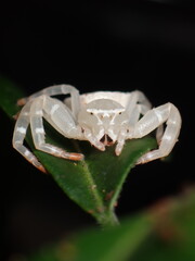 White crab spider (Thomisus spectabilis)