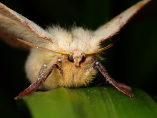 Common Anthelid Moth (Anthela acuta)