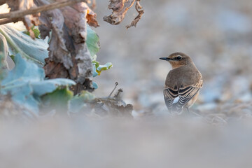 Northern wheatear (Oenanthe oenanthe) on the Suffolk coast, UK