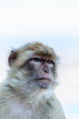 Barbary macaque (Macaca sylvanus), also known as the tailless macaque.