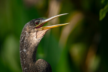 anhinga