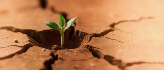 Obraz premium 균열진 흙 위에서 자라는 작은 초록 새싹