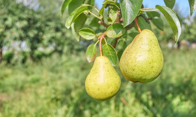 Ripe pears on a tree, selective focus.