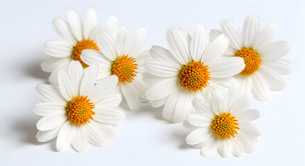Obraz premium Delicate beauty: a collection of pristine white daisies with vibrant yellow centers