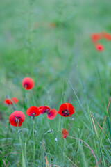 Vibrant red poppies blooming in a lush green field