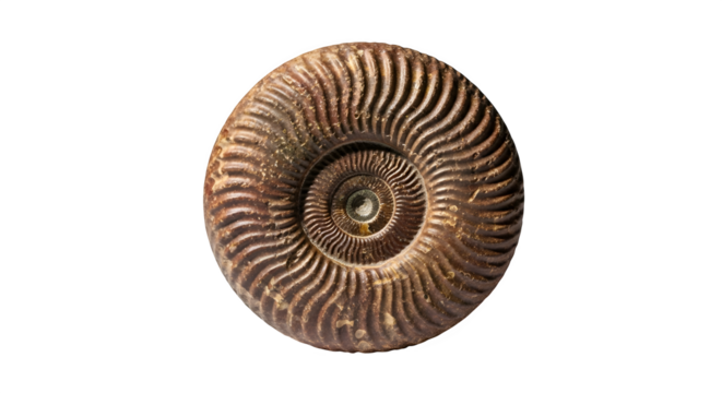 Fossilized ammonite isolated on transparent background, a captivating glimpse into prehistoric marine life, showcasing intricate patterns and ancient history