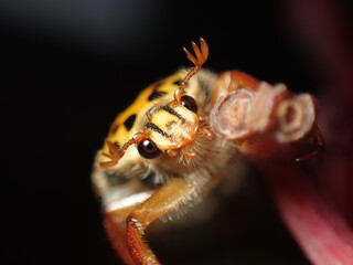 Punctate Flower Chafer or Spotted Flower Chafer (Neorrhina punctata)