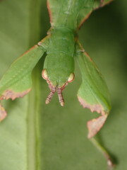Australian Leaf Insect (Walaphyllium monteithi)
