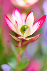 Fototapeta premium Harvest Leucadendron flower