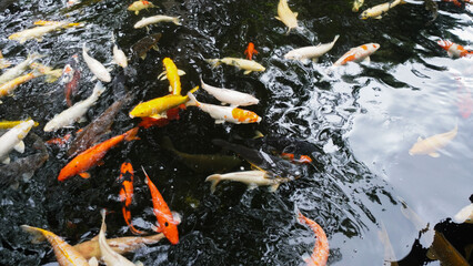 japanese koi fish