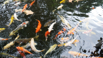 koi fish in pond