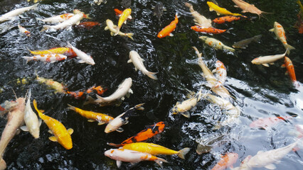 koi fish in pond