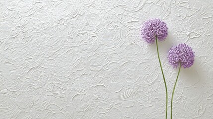 Two purple allium flowers on a textured white background.