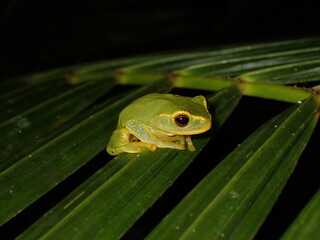 Dainty Tree Frog (Ranoidea gracilenta) 