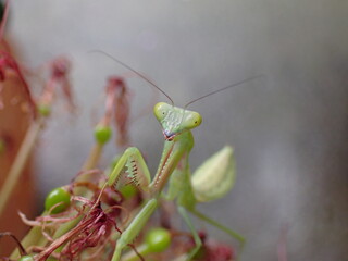 Giant Rainforest Mantis (Hierodula majuscula) juvenile
