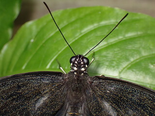 Common Eggfly Butterfly (Hypolimnas bolina)