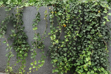 muro com planta trepadeira  derocativo hera planta verde