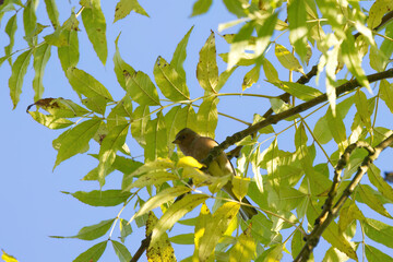 A chaffinch hidden on a tree with green leaves, blue sky in the background, chaffinch between green branches high up in the tree, songbird hidden between leaves, Fringilla coelebs