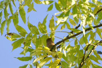 chaffinch between green branches high up in the tree, a chaffinch hidden on a tree with green leaves, blue sky in the background, songbird hidden between leaves, Fringilla coelebs