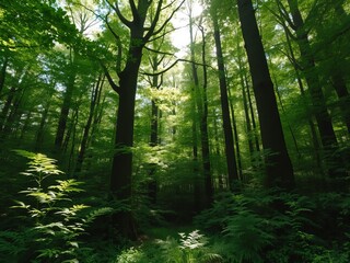 Obraz premium A dense forest with tall trees and lush green foliage illuminated by sunlight filtering through canopy