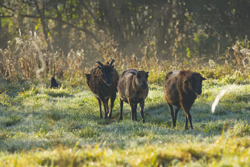 three brown sheep in morning dew and morning sun, sheep in the meadow in morning mist and sun, sheep walking across the meadow, idyllic landscape