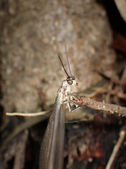 Common Brown Antlion (Myrmeleon acer)