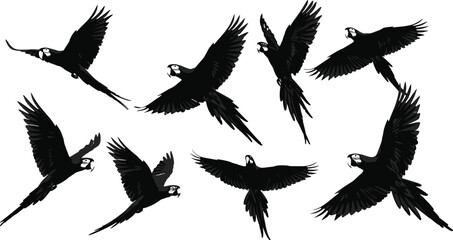 Illustration of flying parrots in different dynamic poses, tropical wildlife birds in flight, colorful feathers, nature and exotic animal concept.