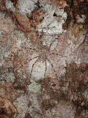 Australian Lichen Spider (Pandercetes gracilis)