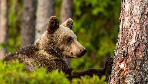 Brown bear cub resting in forest - Powered by Adobe