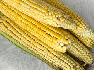 Yellow corn on the cob lies on the table in close-up. GMO products. Grain crops