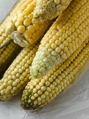 Yellow corn on the cob lies on the table in close-up. GMO products. Grain crops