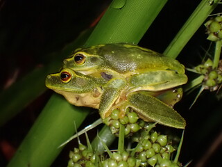 Dainty Tree Frog (Ranoidea gracilenta) mating