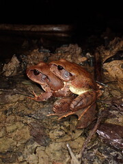 Northern Barred Frog (Mixophyes schevilli) mating