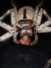 Grey Huntsman Spider (Holconia immanis) with mites eating food