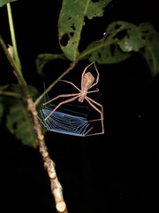 Hump-back spider (Menneus sp)