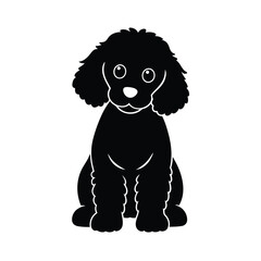 black and white poodle puppy 