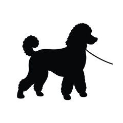 Poodle Walking on Leash Silhouette – Dog Vector Design