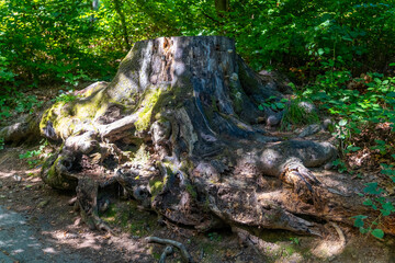 Fototapeta premium Ancient tree stump covered in moss amidst lush greenery in a serene forest setting on a sunny afternoon