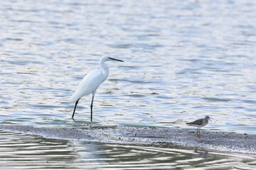 Little egret, Egretta garzetta, single bird on water.