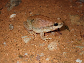 Desert Tree Frog (Litoria rubella)